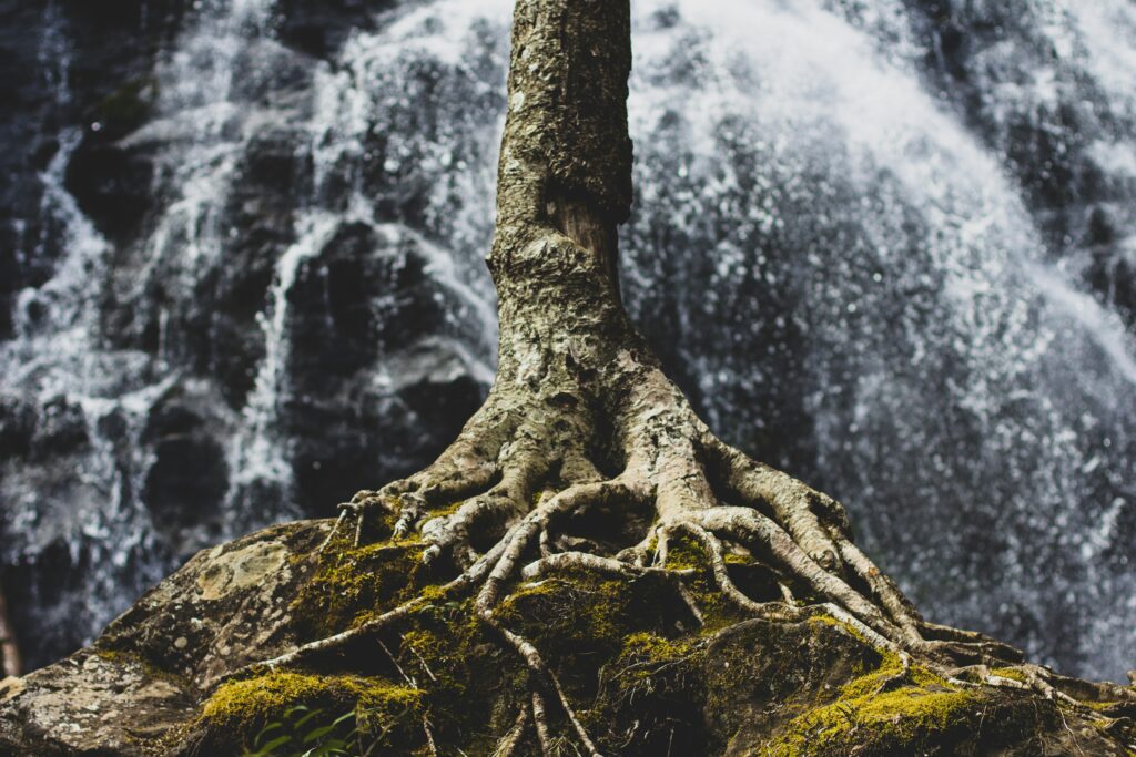 The Roots